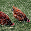 Fleksibilna mrežasta ograda za kokošinjac – 25 m duljine